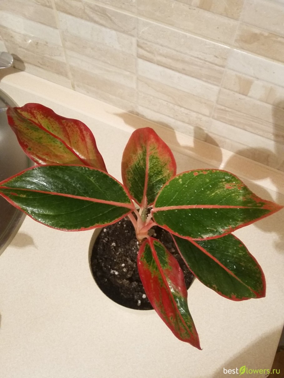 Аглаонема Сиам Аврора