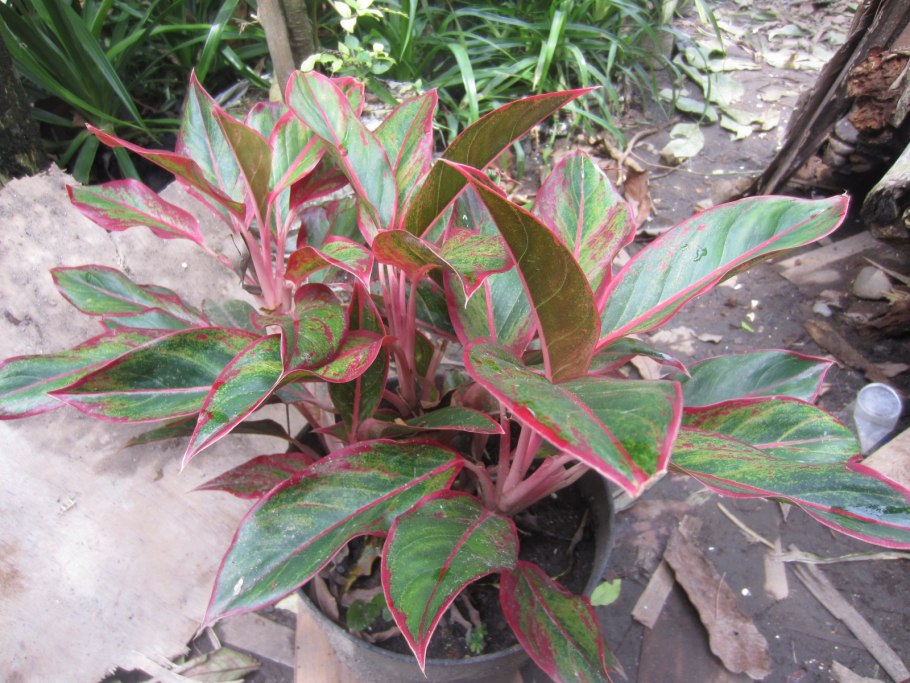 Аглаонема Плант