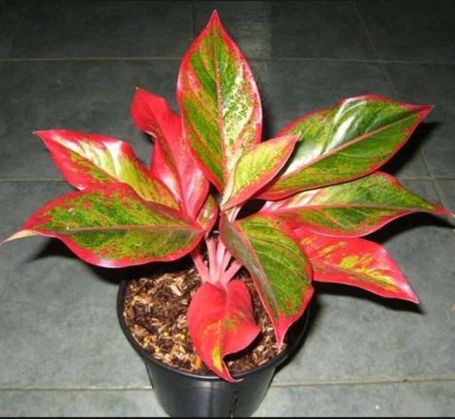 Аглаонема Тигрес