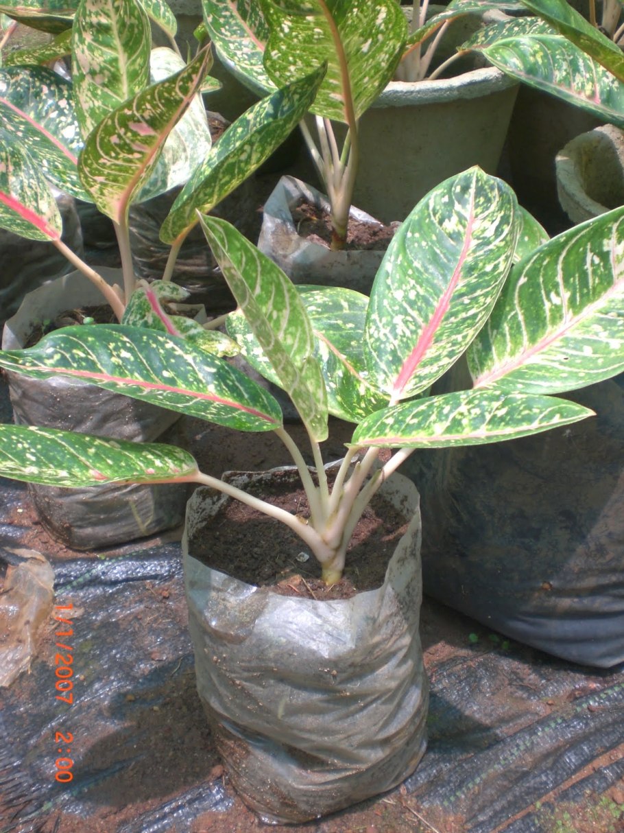 Аглаонема Сиам Аврора