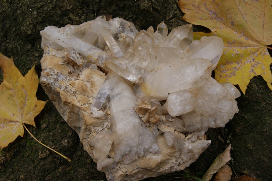 Асплениум луковиценосный