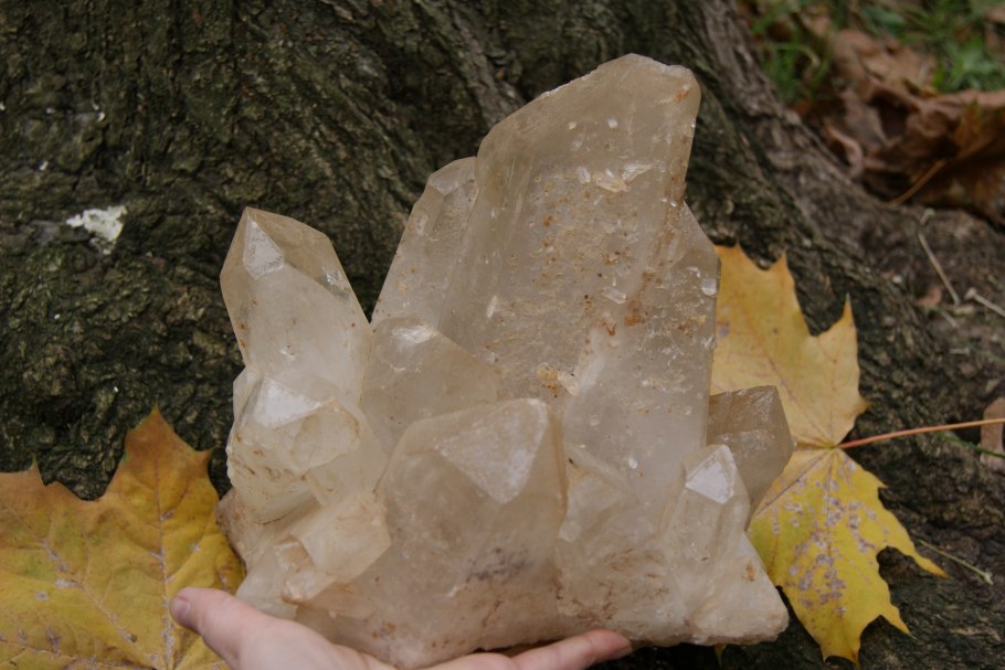 Пузырник калинолистный диабло