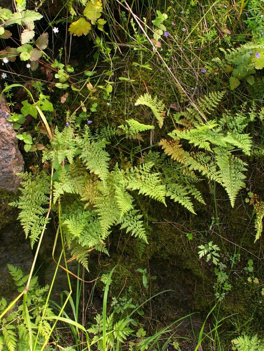 Пузыреплодник Дьяболо