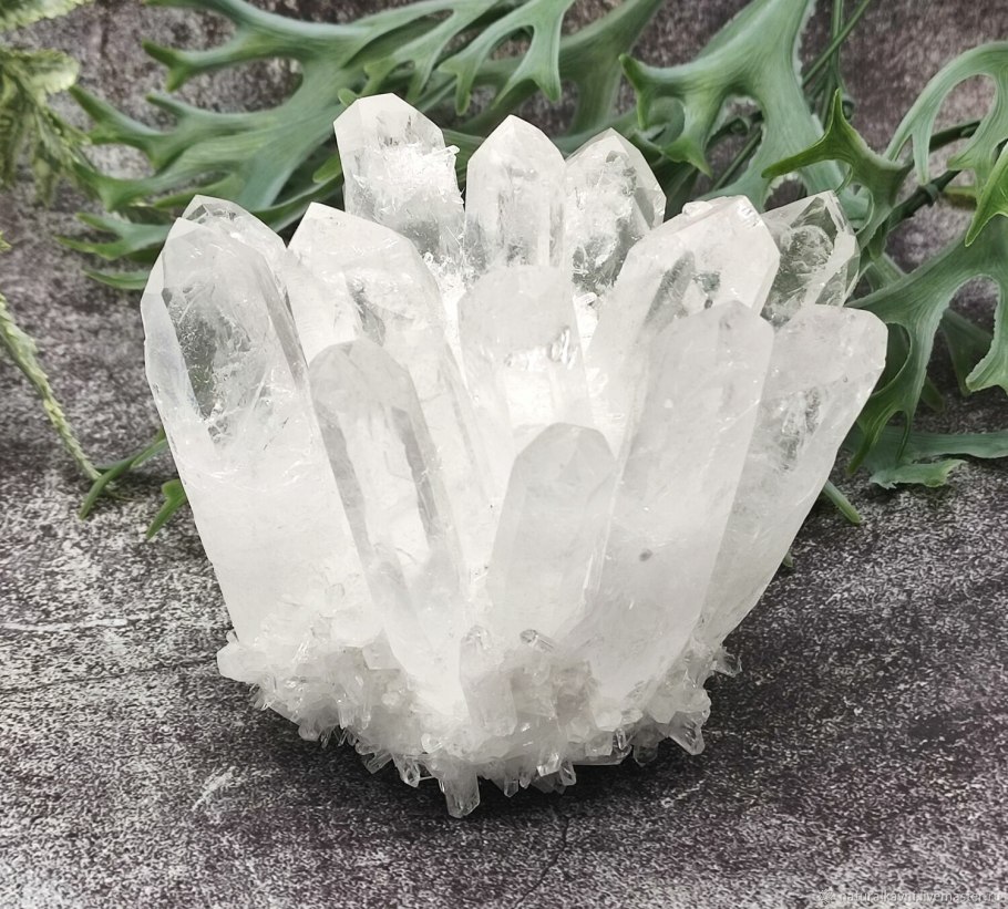 Пузырник цветок