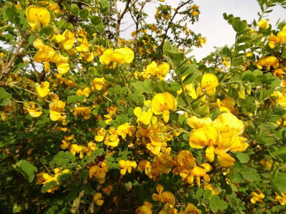 Physocarpus opulifolius Andre