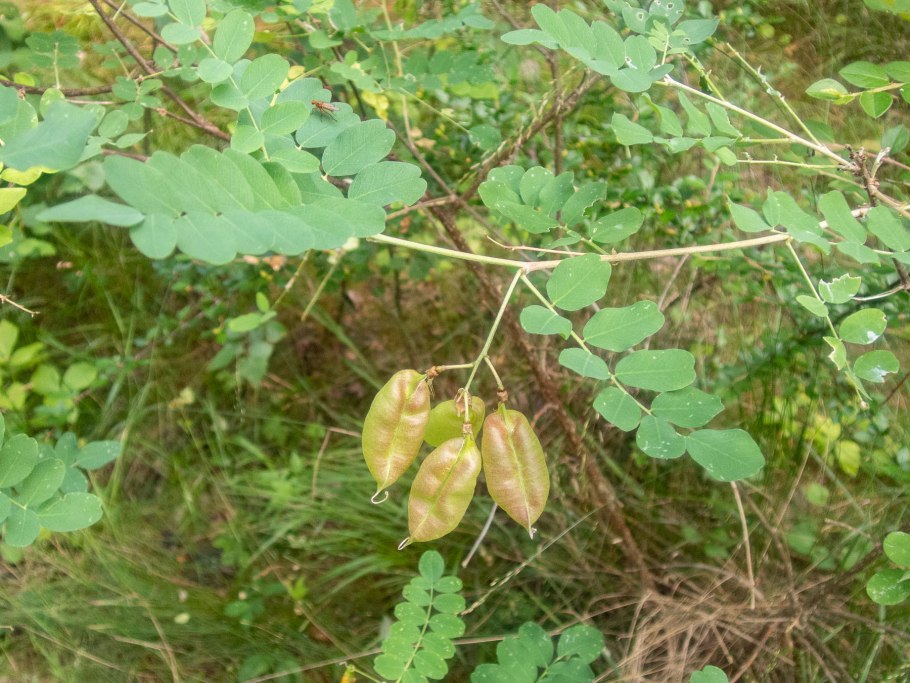 Папоротник Многорядник (Polystichum)