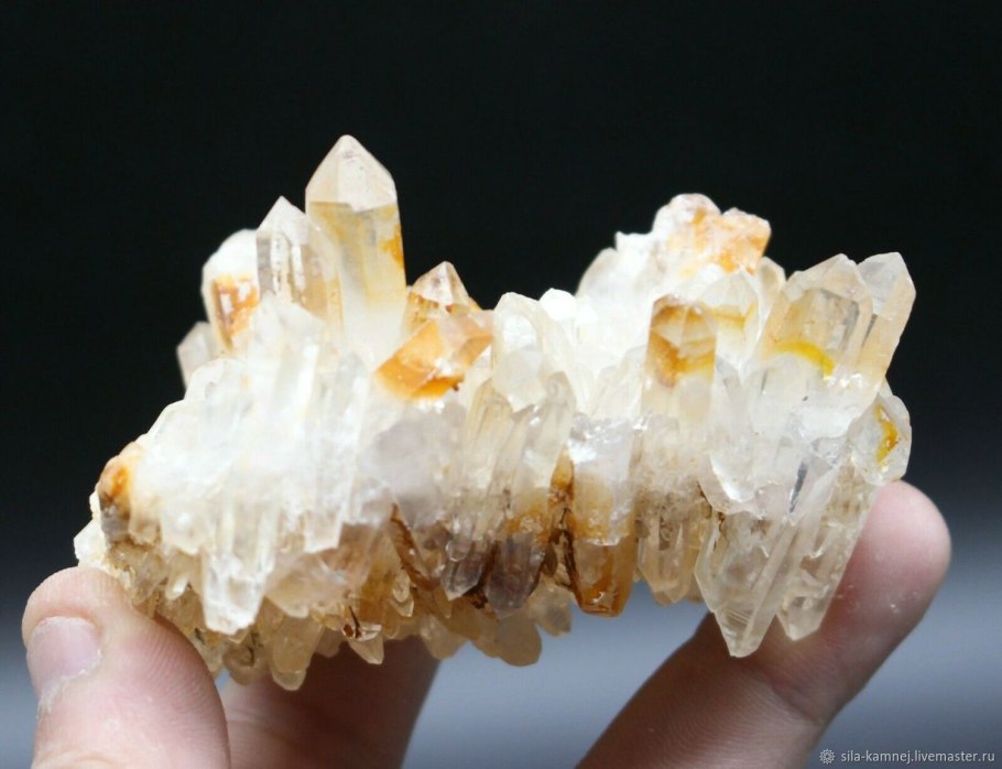 Cystopteris dickieana