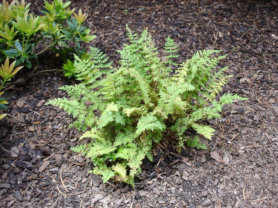 Пузыреплодник калинолистный ред Барон куст