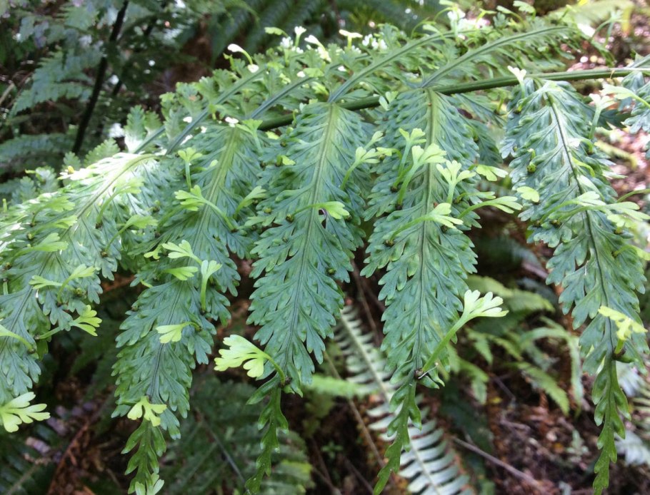 Пузырник (род цветковых растений)