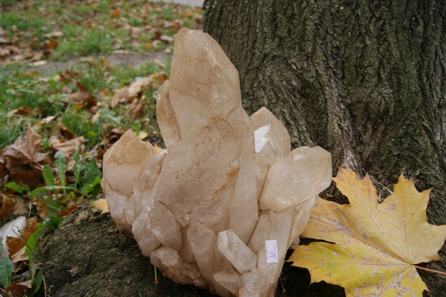 Пузырник древовидный плод