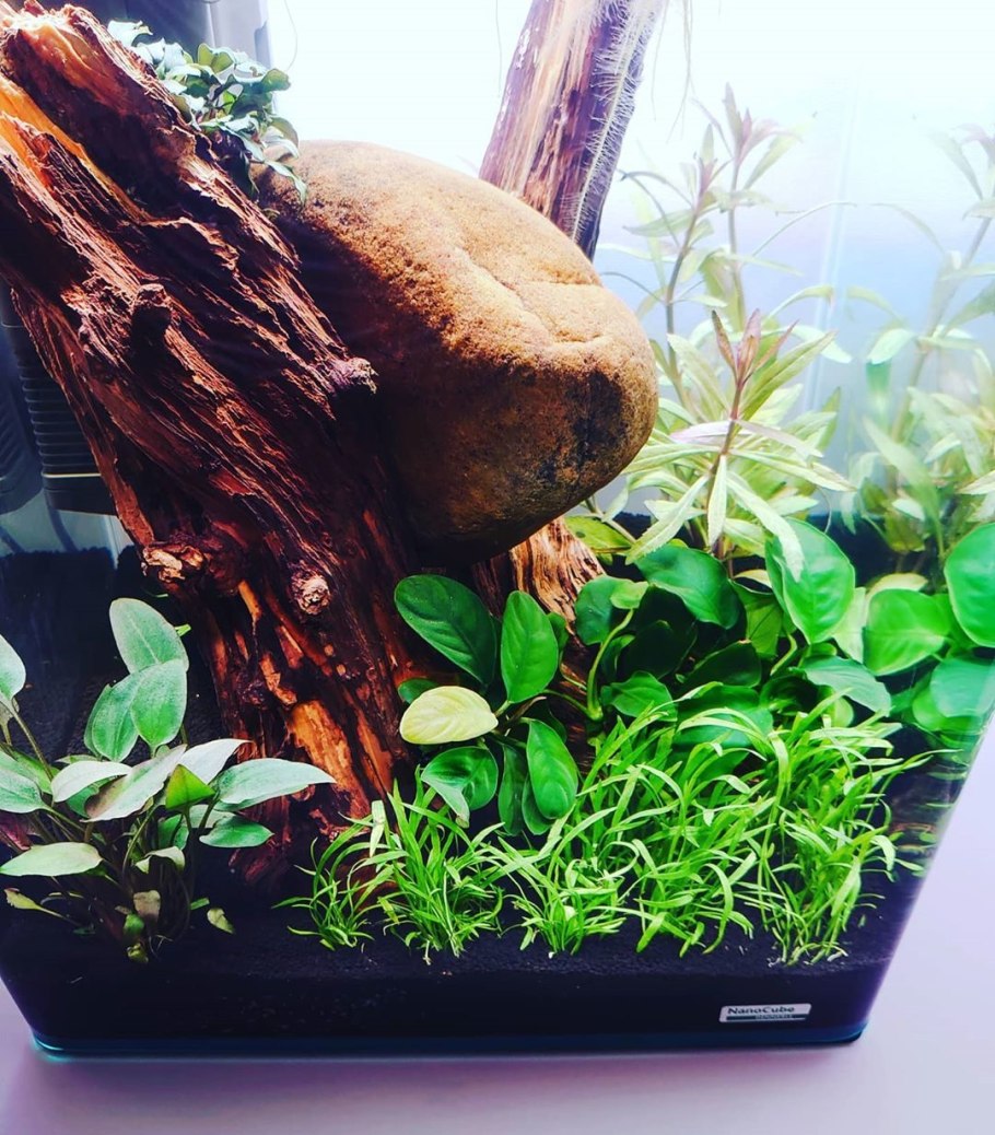 Погостемон хелфери