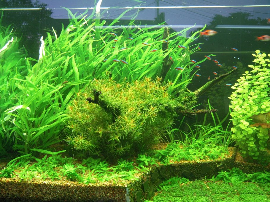 Амбулия сидячецветковая