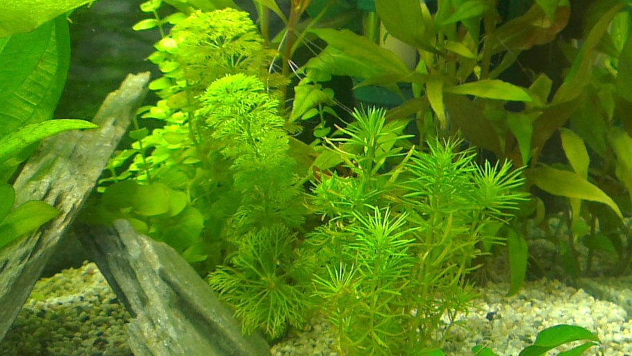 Гратиола висцидула