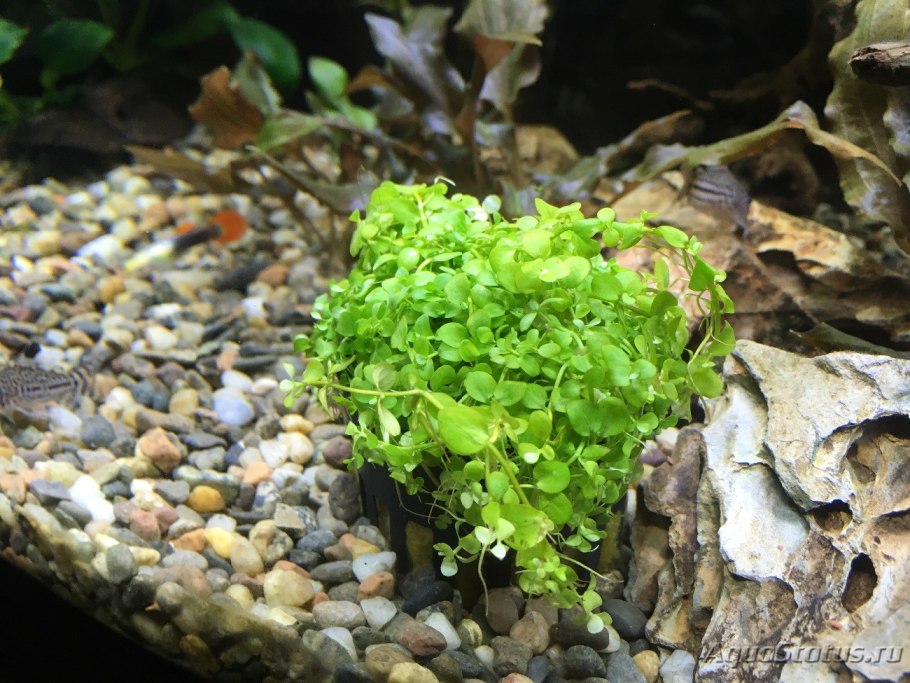 Эхинодорус тенеллус