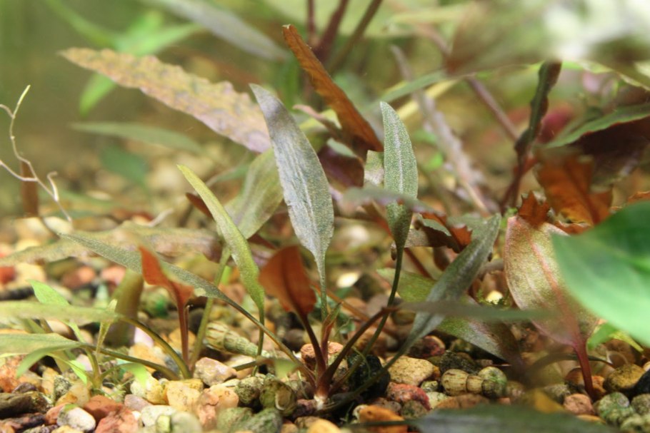 Стаурогин зеленый