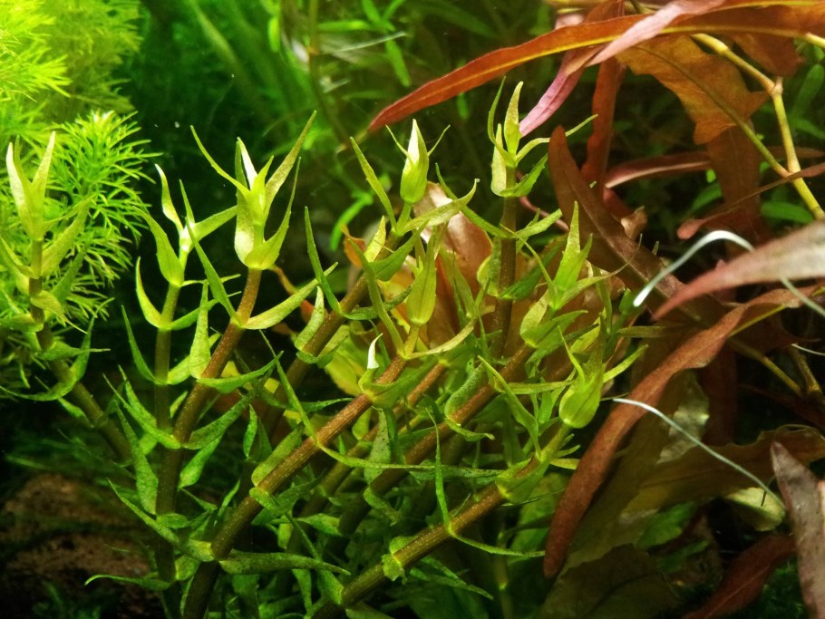 Аквариум креветочник растения