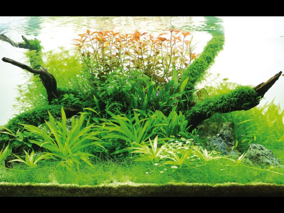 Эхинодорус Рэд Дэвил