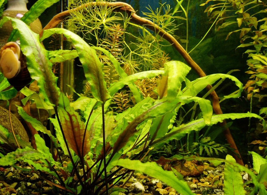 Криптокорина Велькери