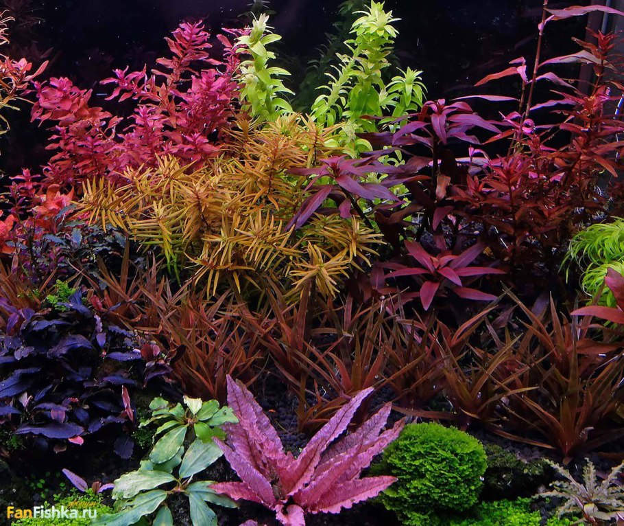Аквариум травник Ротала