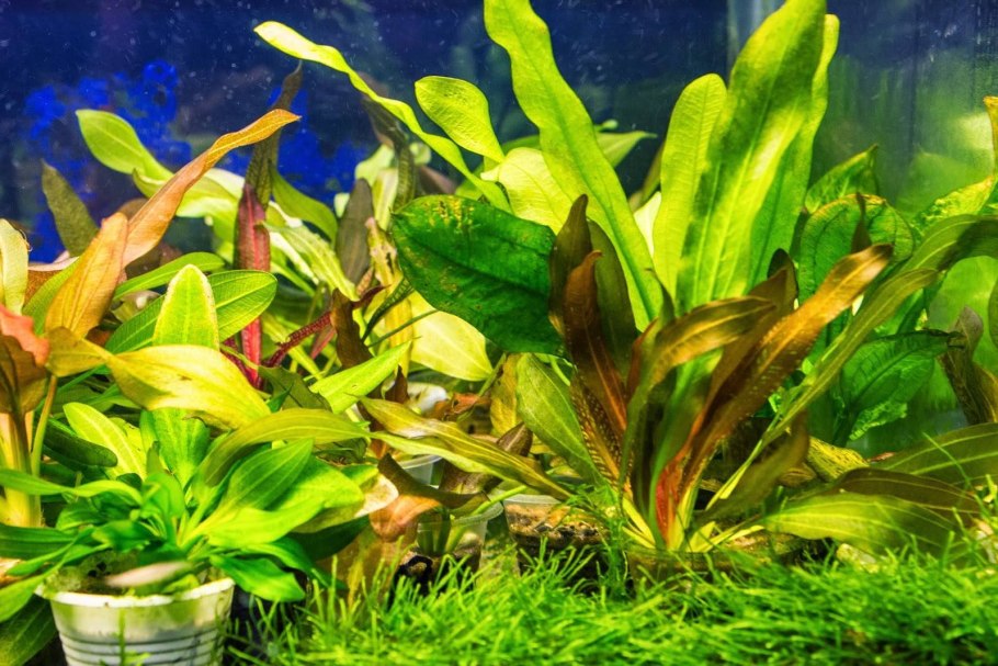 Сагиттария субулата Sagittaria subulata