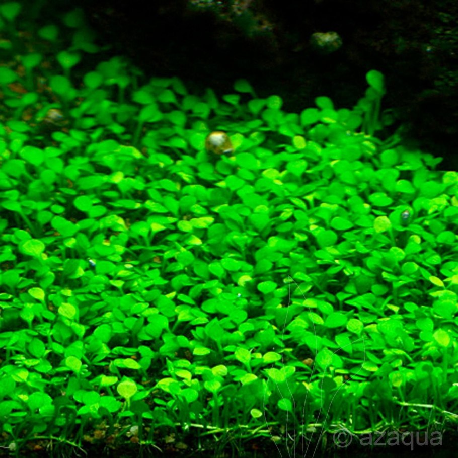 Людвигия ползучая (палюстрис)