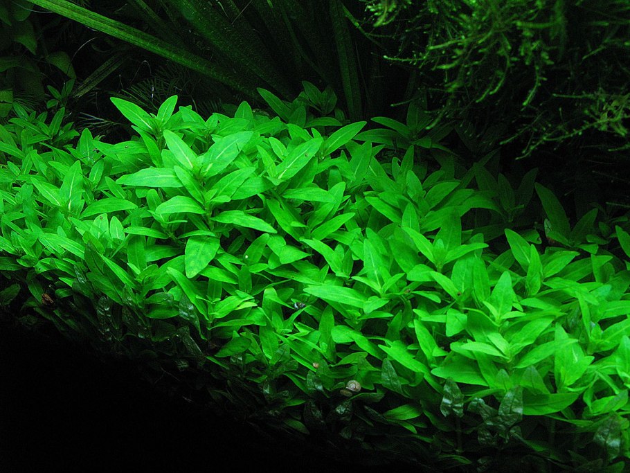 Травник креветочник