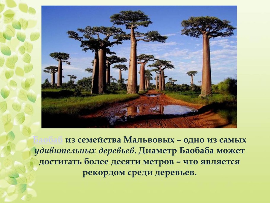 Баобаб дерево высота дерева
