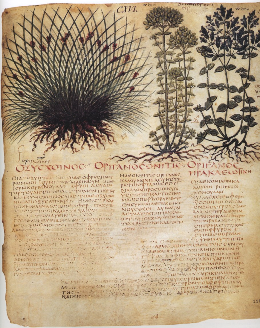 Диптериевые папоротники Триас