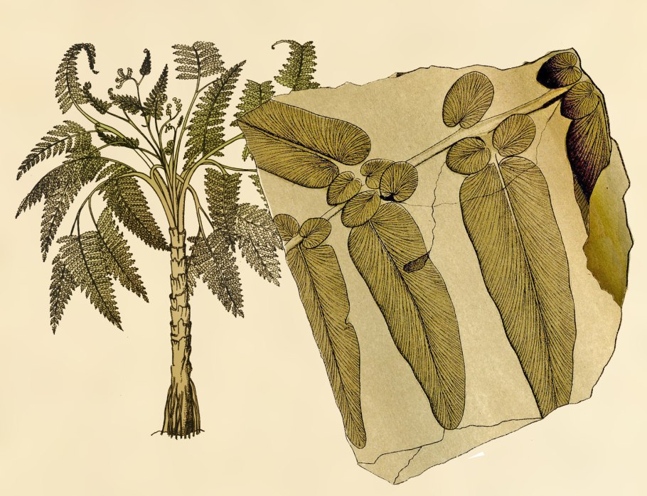 Семенные папоротники Триасового периода