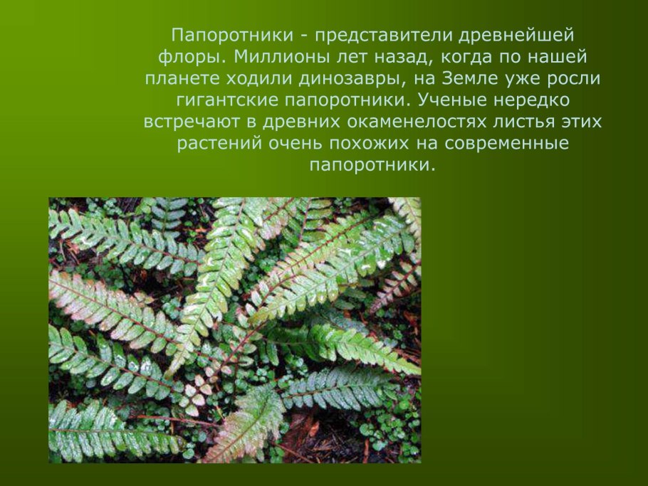 Древние Папоротникообразные растения