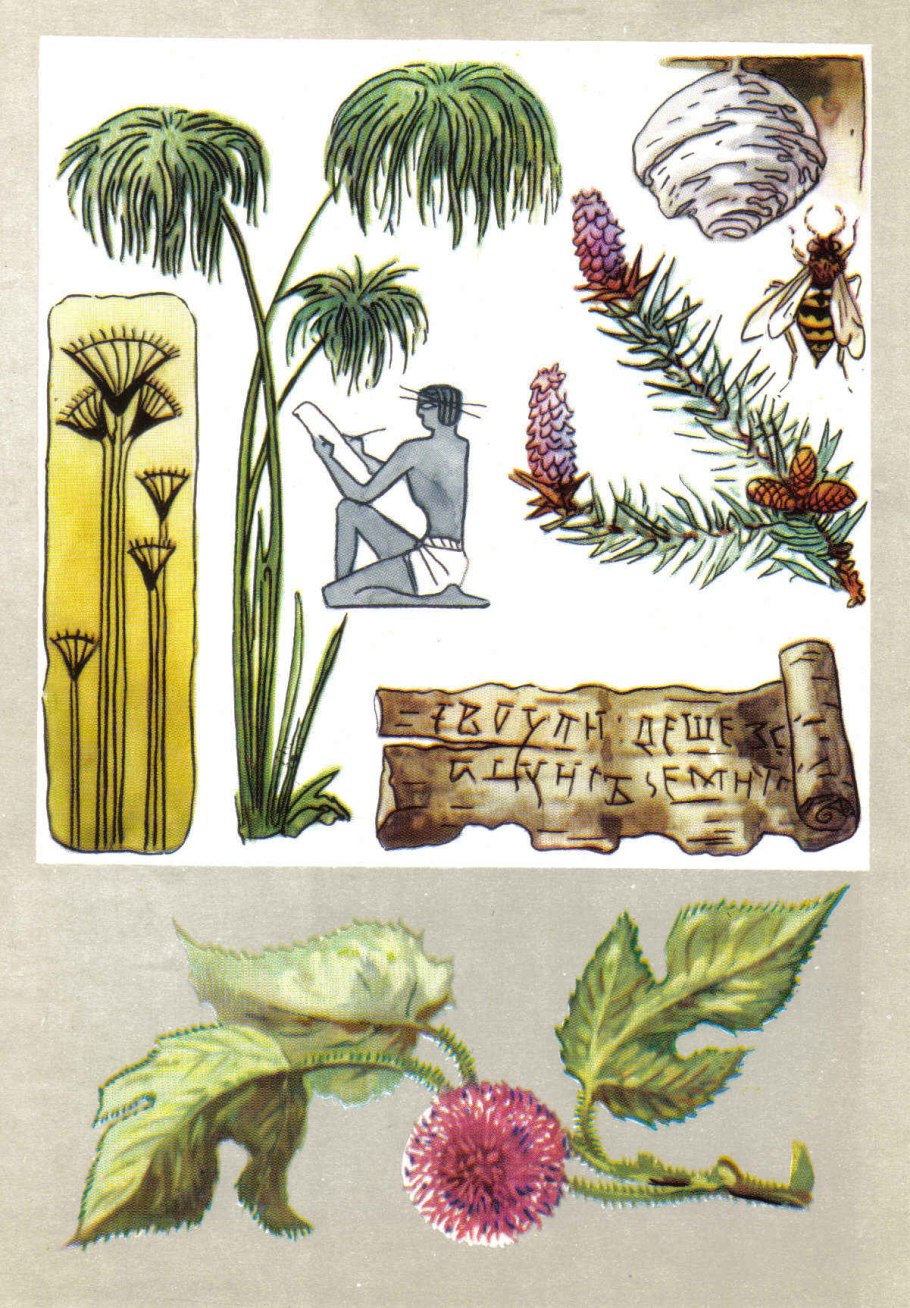 Растение Папирус в древнем Египте