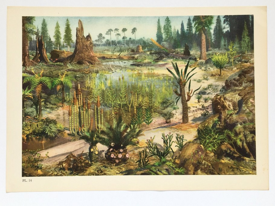 Пермский период палеозойской эры животные