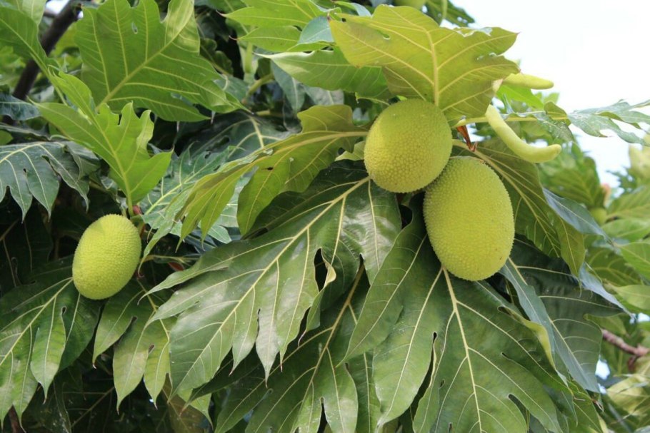 Калир-Канда дерево