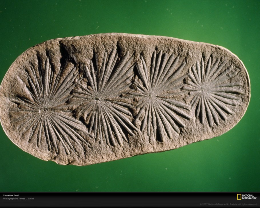 Каламиты окаменелости