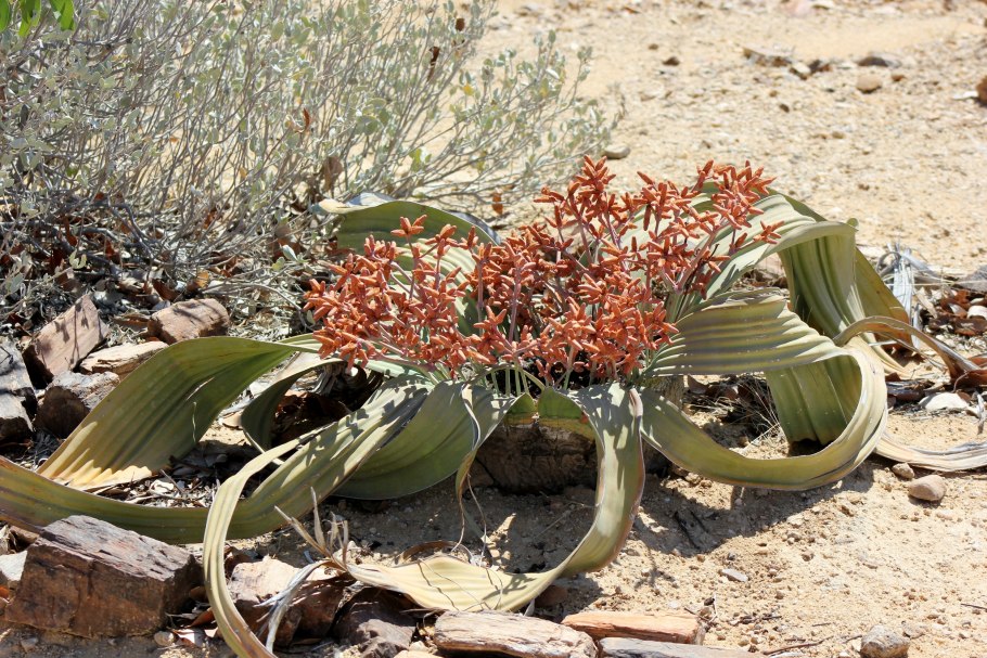 Вельвичия мирабилис Welwitschia Mirabilis