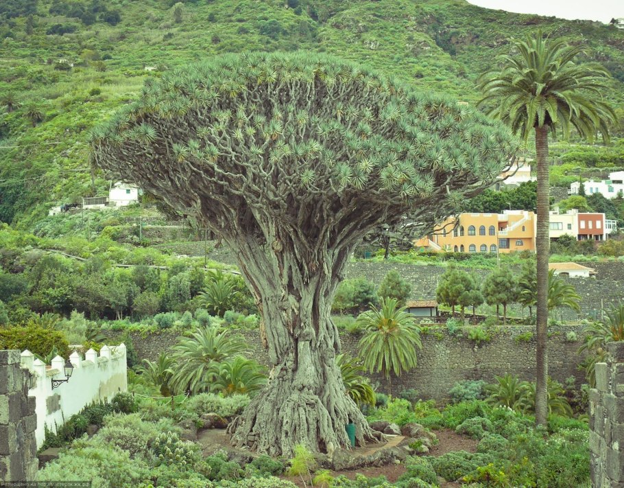 Драконовое дерево на Тенерифе