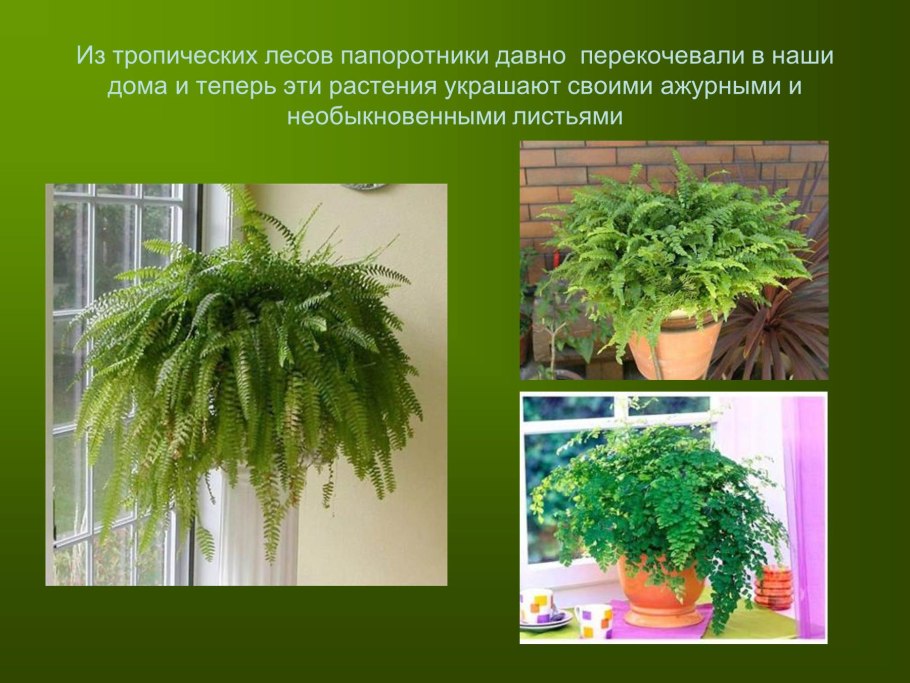 Папоротник комнатный информация