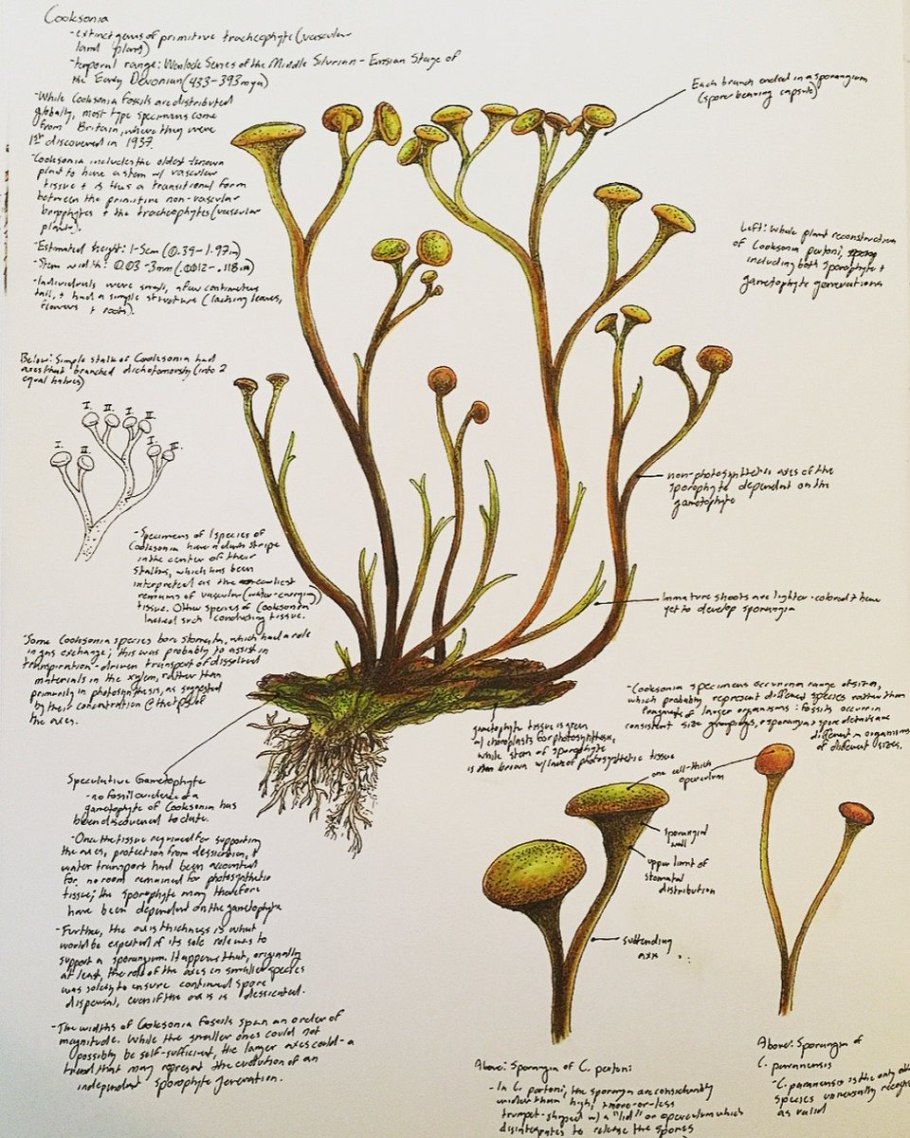 Намиб вельвичия