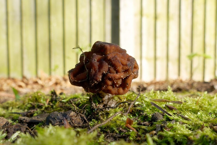 Строчок гигантский