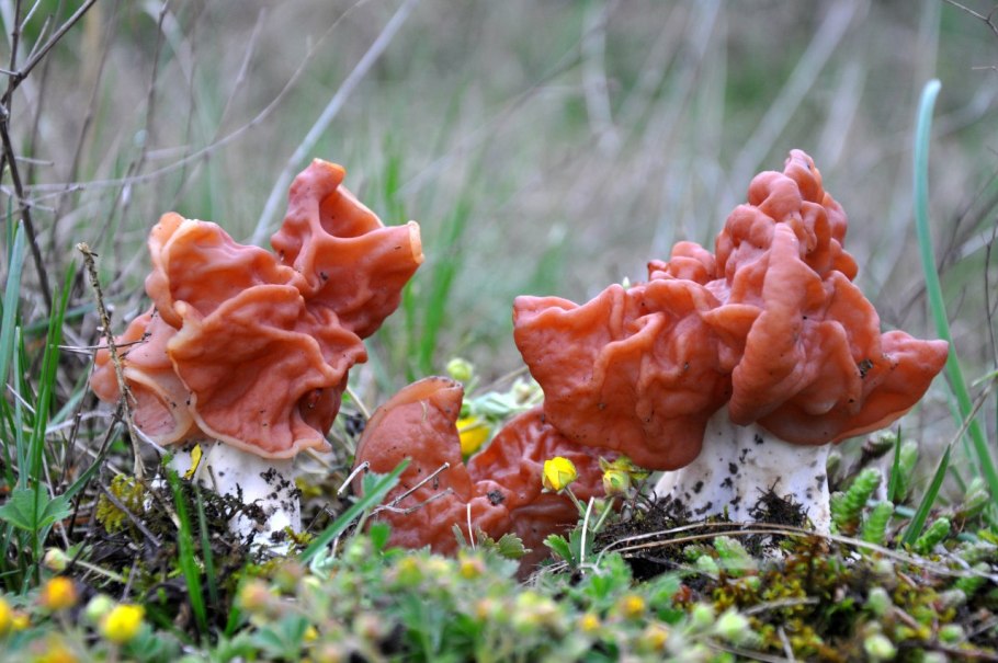 Строчок осенний (Gyromitra infula)