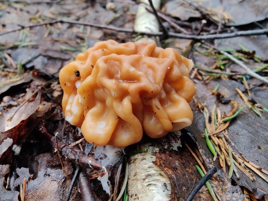 Gyromitra infula