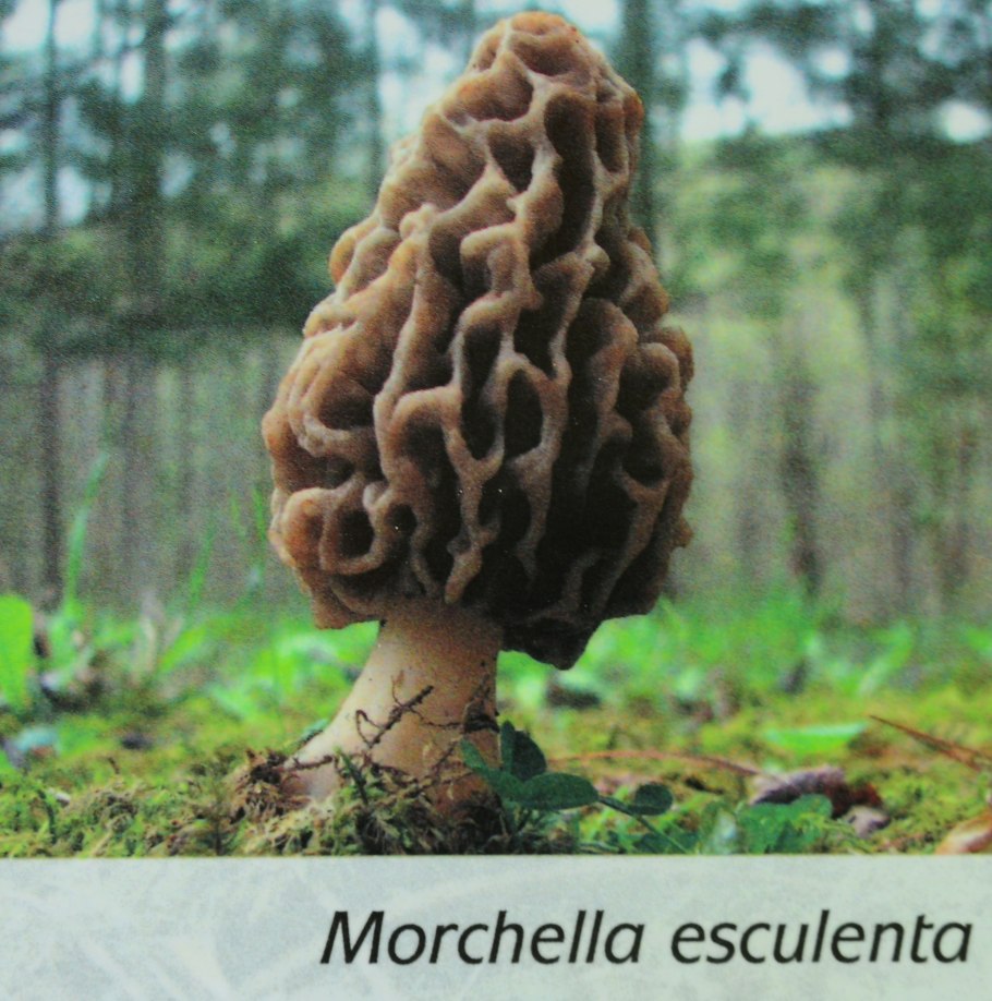 5. Строчок обыкновенный – Gyromitra esculenta