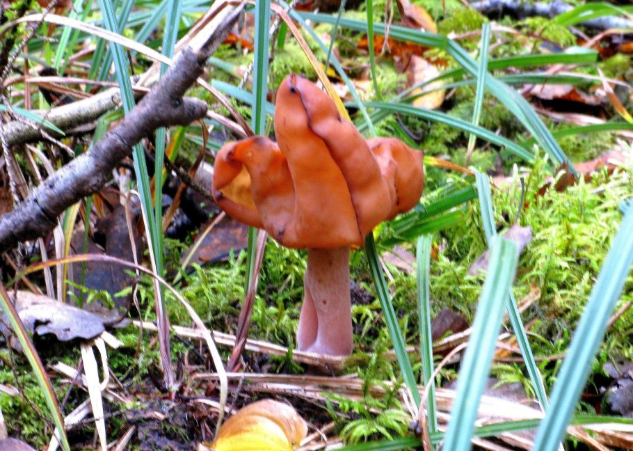 Строчок пучковый фото