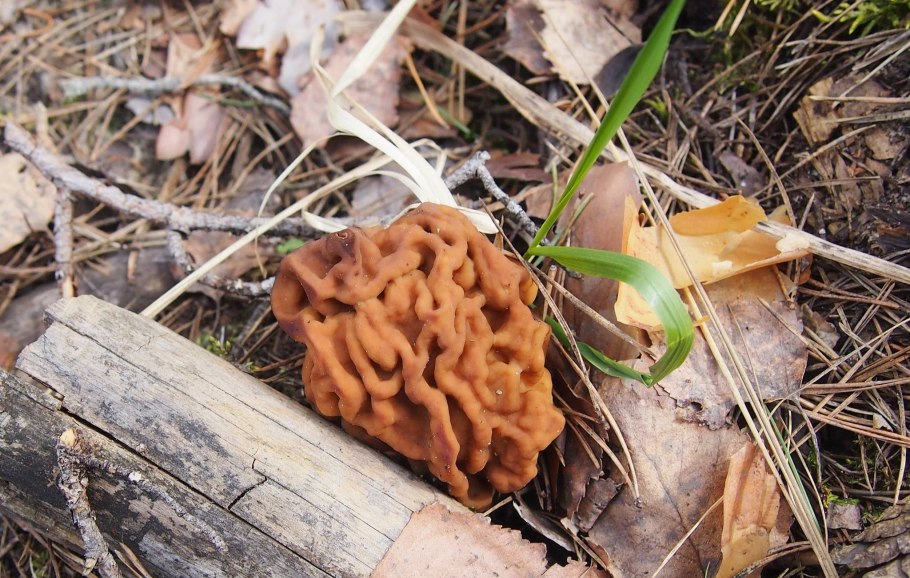 Sirui macro примеры фото