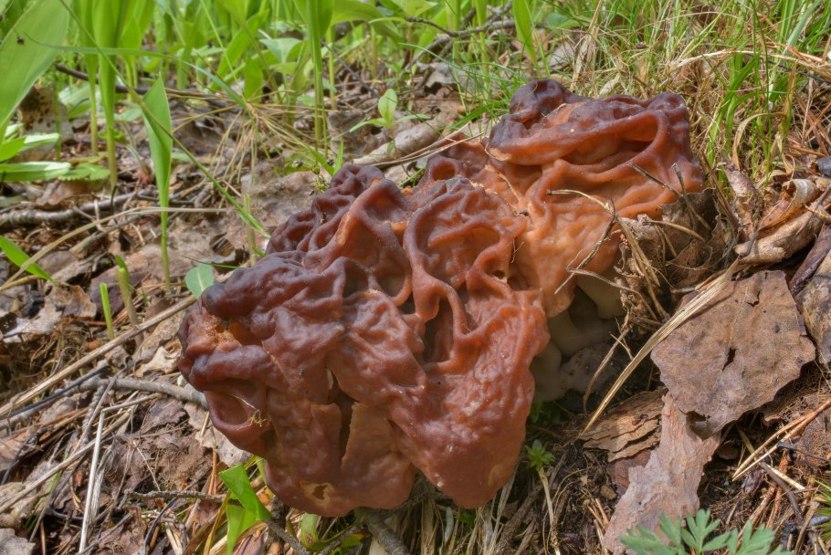 Gyromitra ticiniana