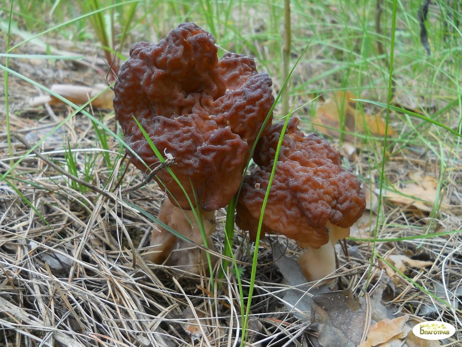 Gyromitra infula