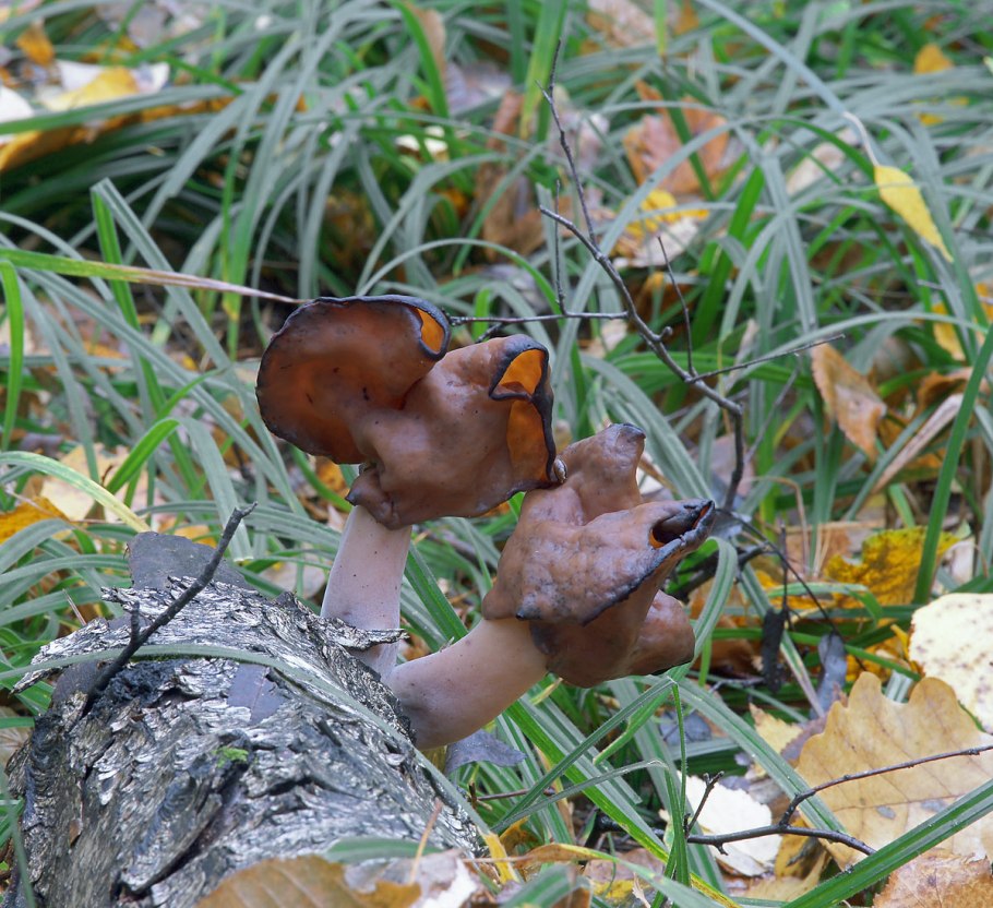 Лопастник осенний