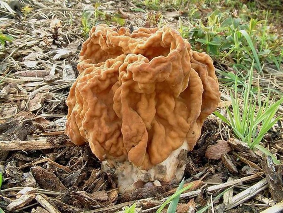 Gyromitra esculenta
