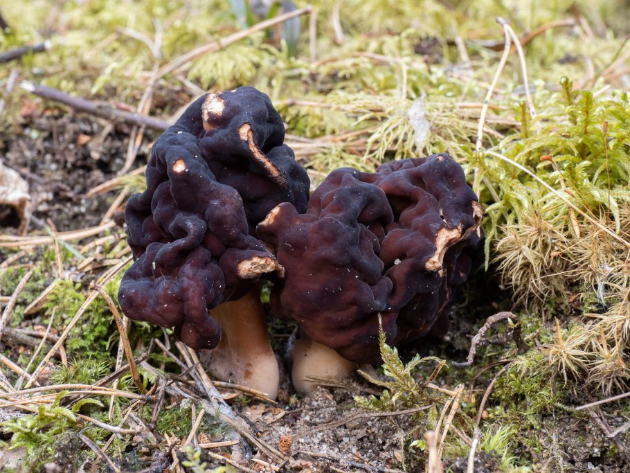 Gyromitra esculenta