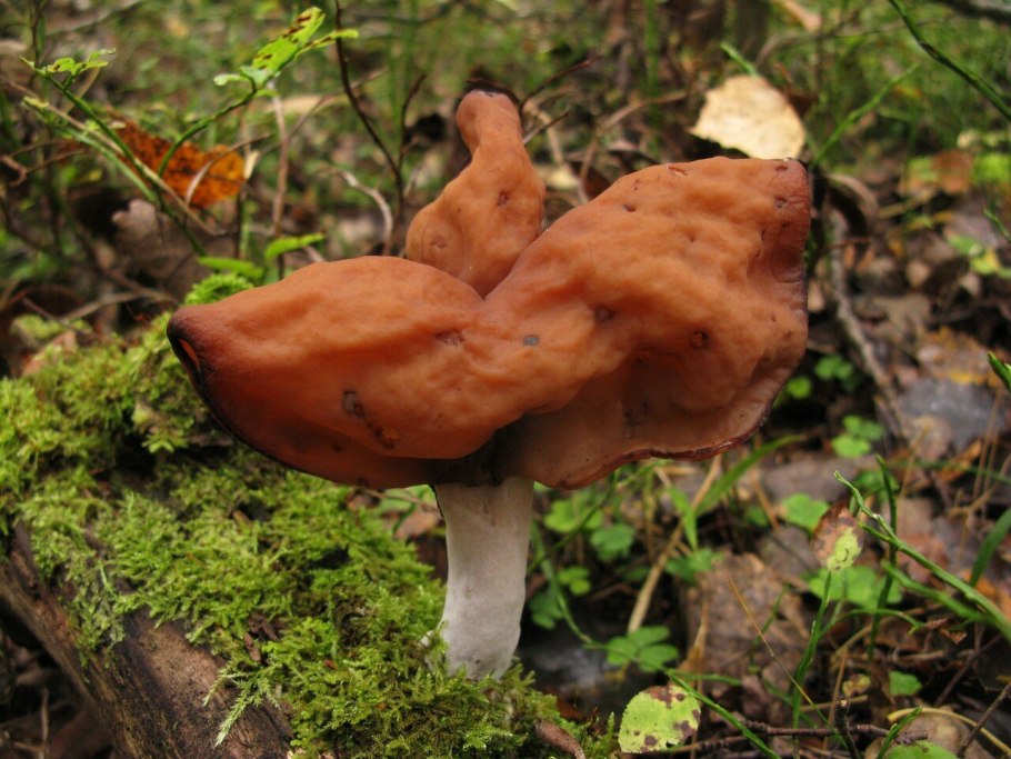 Строчок осенний фото и описание